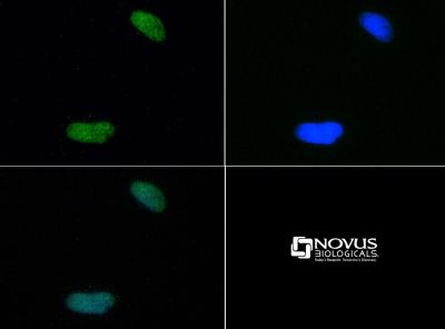 Immunocytochemistry/Immunofluorescence: Histone H4 [Dimethyl Lys20] Antibody [NB21-2089] - Histone H4 K20me2 antibody was tested at 1:50 in HeLa cells with FITC (green). Nuclei (Blue) were counterstained with Dapi (blue).